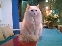 -Anne猫窝咖啡屋