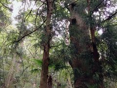 -天目山大树王景区