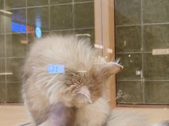 -帕帕拉兹宠物(亚洲旗舰店)