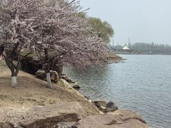 -丁香湖公园