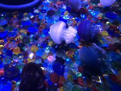 -成都浩海立方海洋公园