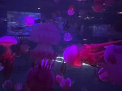 -重庆欢乐海底世界