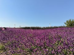 -上海滨江森林公园