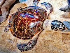 -贝林大翅鲸简餐厅(国家海洋博物馆店)