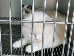 -嘉馨宠物医院·CT影像转诊·心脏科·犬猫全科诊疗中心(下沙大学城院区)