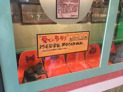 -猫咪博物馆(顶澳仔猫街店)