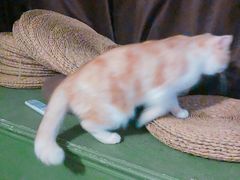 -猫猫幼稚园·撸猫·桌游·电玩