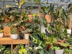 -自由生长植物工作室(深港花卉中心店)
