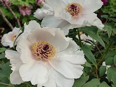 -北京动物园-畅观楼