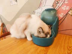 -Let's go狗咖·猫咖·奶狗·桌游(春熙路IFS店)