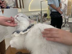 -共舞时光猫咖·狗咖(新街口店)