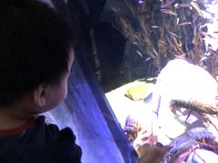 -悉尼海洋生物水族馆