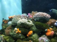 -宾朋海鲜特色美食餐厅·纯手工鲅鱼水饺(兴海路店)