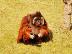 -上海野生动物园
