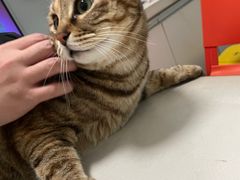 -伟伟宠物医院·瑞派猫友好医院·猫科(光谷店)