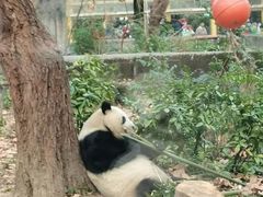 -成都动物园