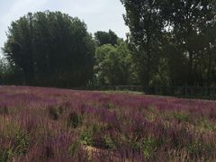 -北京东方普罗旺斯薰衣草庄园