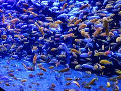 -成都浩海立方海洋公园