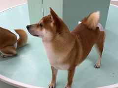-怪兽屋·羊驼·猫咖·狗咖(俊华广场店)