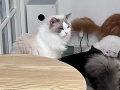 -楼上猫咖(罗湖店)