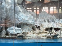 -帝企鹅自助餐厅•儿童岛•真企鹅(长隆企鹅酒店)