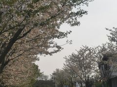 -花博汇(知音花月夜)