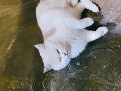 -猫猫幼稚园·撸猫·桌游·电玩