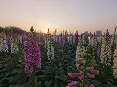 -顺峰山公园