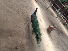 -呀路古热带植物园