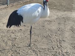 -盐城丹顶鹤湿地生态旅游区