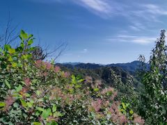 -大岭沟猕猴桃谷风景区
