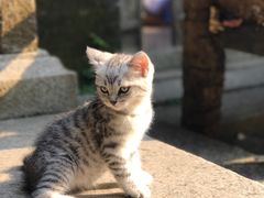 猫咪-老屋咖啡