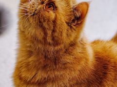 -飞行喵MR PILOT|猫舍·猫咖(静安大融城店)