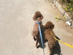 -古柏渡飞黄旅游区