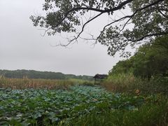 -同里国家湿地公园