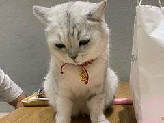 -藏猫猫咖啡主题馆(中央大道店)
