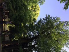 iphone_upload_pic-西湖风景区十里琅珰-五云山
