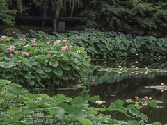 -陈家山荷花公园