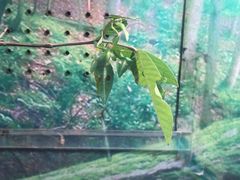 -上海大自然野生昆虫馆(东方明珠·爬宠昆虫探索中心)