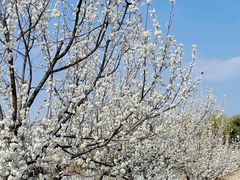 -国际非物质文化遗产博览园