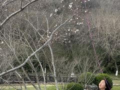 -羊山湖公园