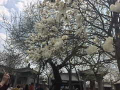 -护国法轮寺