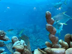 -瑞德姆美人鱼海底演艺主题餐厅(亚龙湾店)