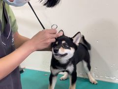 -芭比堂宠物医院·全科爱猫医院·仁德分院
