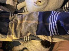 -猫大福·Fortune Cat猫舍(百子湾店)