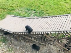 -黑瞎子岛探秘野熊园