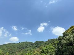 -铁山坪森林公园