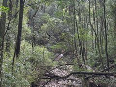 -旗山国家森林公园