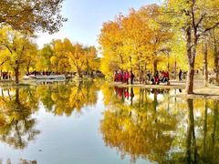 -金塔沙漠胡杨林景区