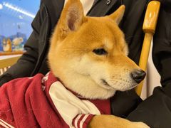 -豆柴町-柴犬主题狗咖(红鼎国际C座店)